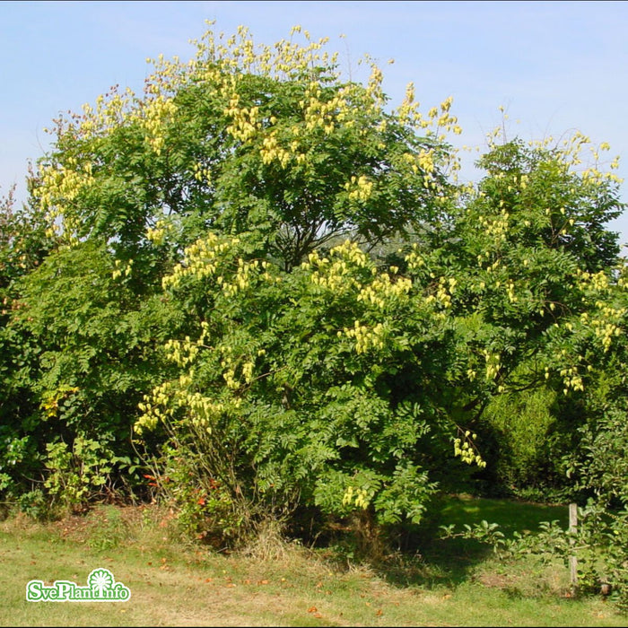 Koelreuteria paniculata Ungträd C20 150-175cm