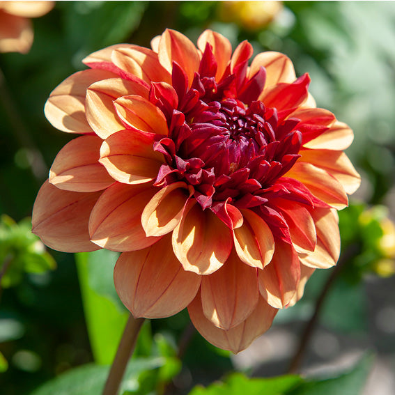 Dahlia Creme De Cognac