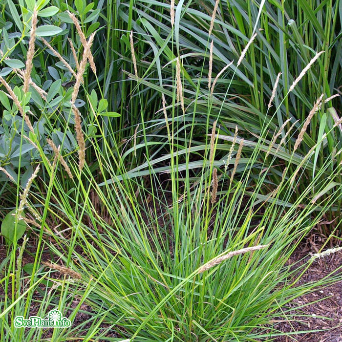 Sesleria autumnalis A-kval