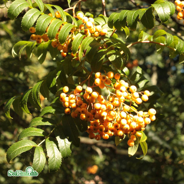 Sorbus 'Joseph Rock' Solitär Kl 150-200cm