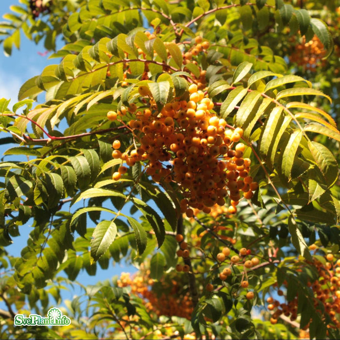 Sorbus 'Joseph Rock' Solitär Kl 150-200cm