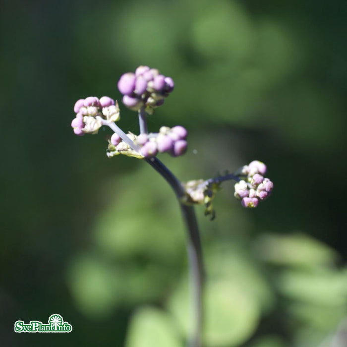 Thalictrum rochebruneanum A-kval