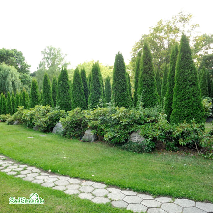 Thuja occidentalis 'Smaragd' Kl 200-220cm Extra