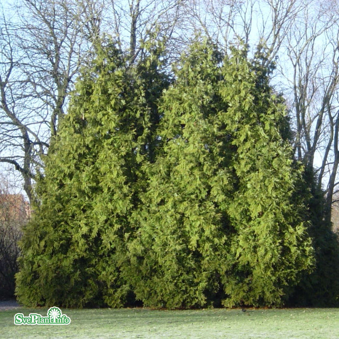 Thujopsis dolabrata Solitär C20 100-125cm