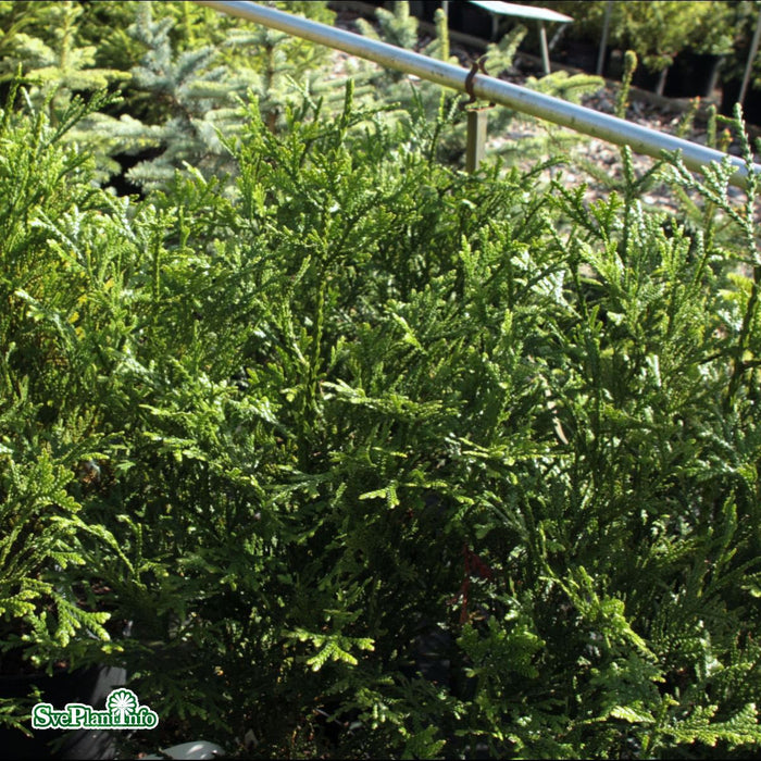 Thujopsis dolabrata Solitär C20 100-125cm