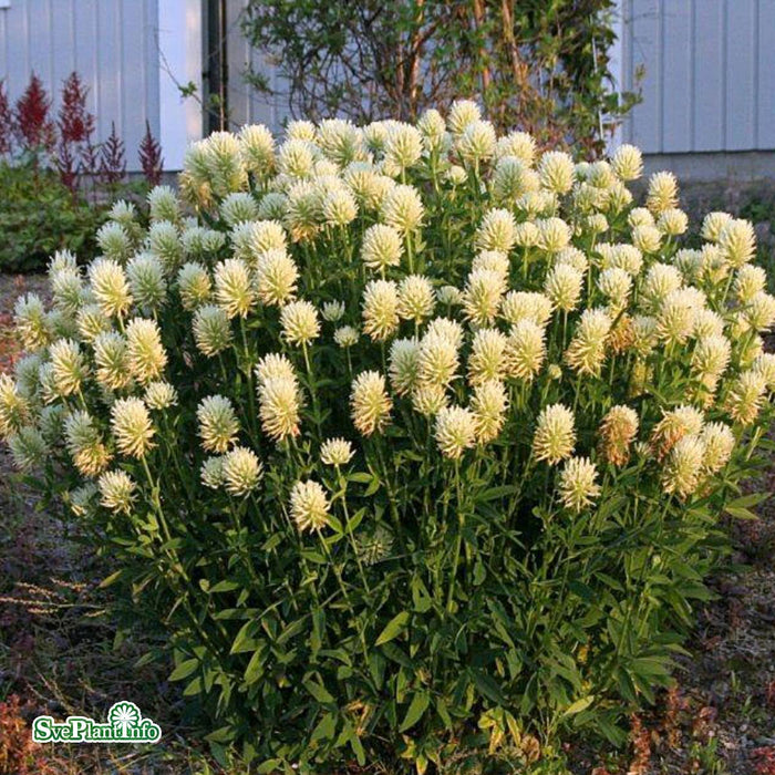 Trifolium ochroleucon A-kval