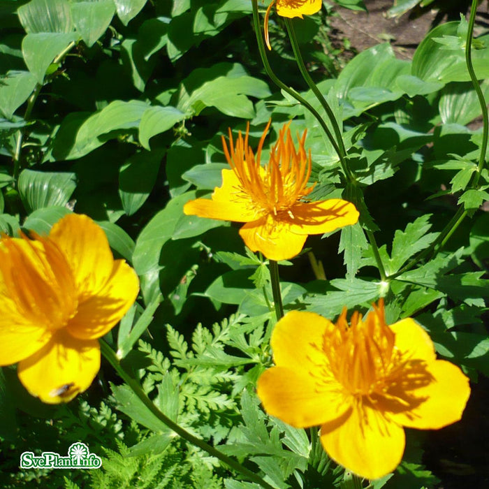 Trollius chinensis 'Golden Queen' A-kval