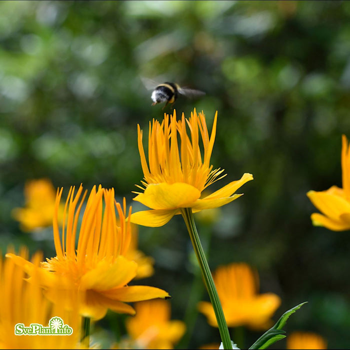 Trollius chinensis 'Golden Queen' A-kval