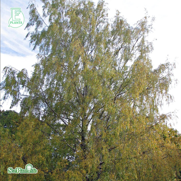 Betula pendula 'Dalecarlica' E Ungträd 150-200cm Co