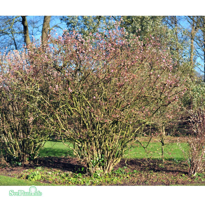 Viburnum bodnantense 'Dawn' C5 60-80cm