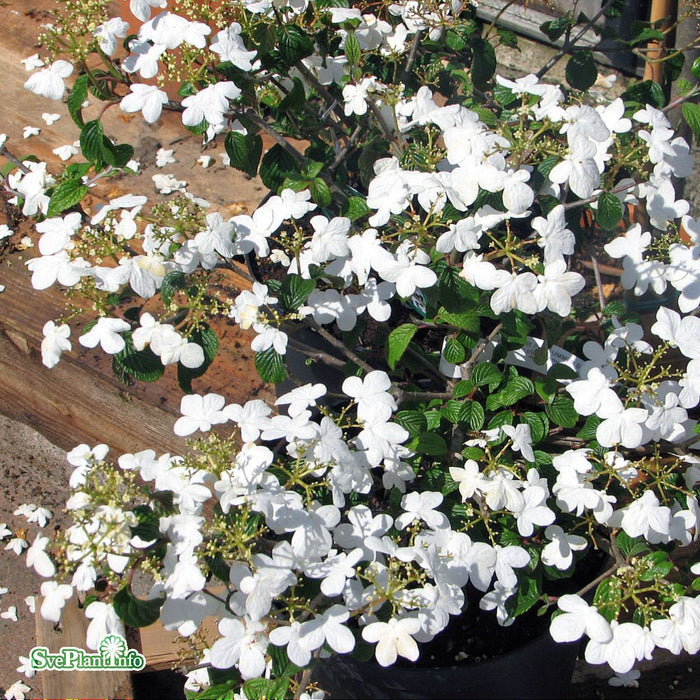 Viburnum plicatum 'Summer Snowflake' Busk C6