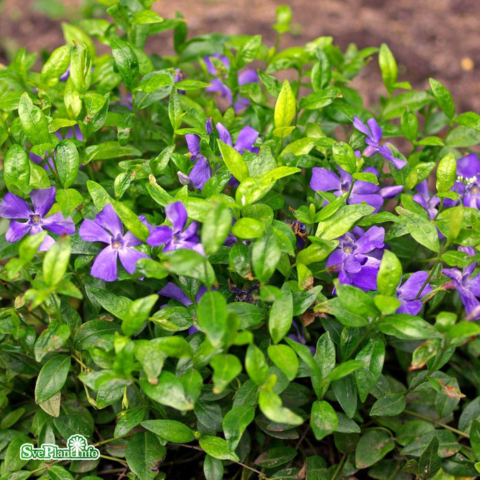 Vinca minor 'Marie' A-kval