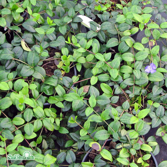 Vinca minor 'Marie' A-kval
