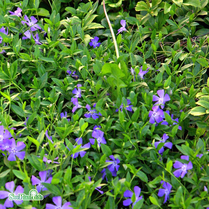 Vinca minor 'Marie' A-kval