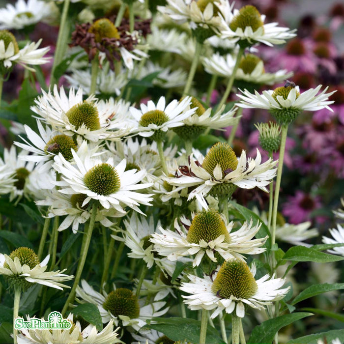 Echinacea 'Virgin' A-kval