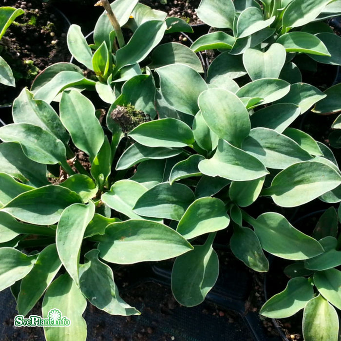 Hosta 'Blue Mouse Ears' A-kval