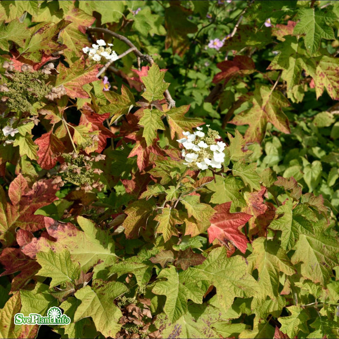 Hydrangea quercifolia Solitär C12 40-60cm