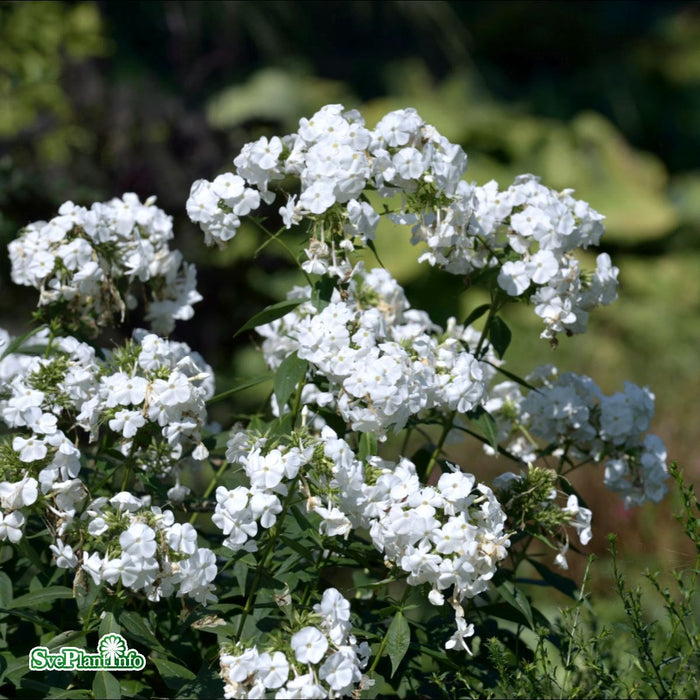 Phlox paniculata 'David' A-kval
