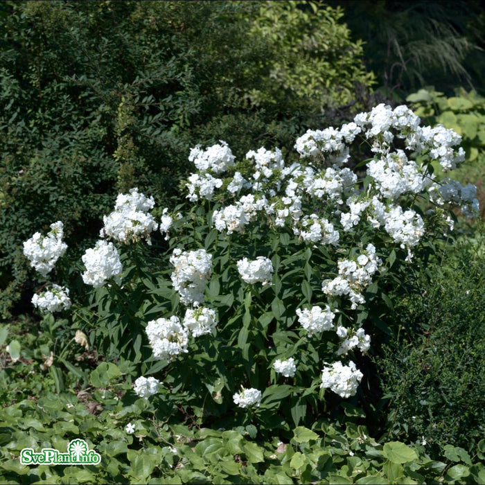 Phlox paniculata 'David' A-kval