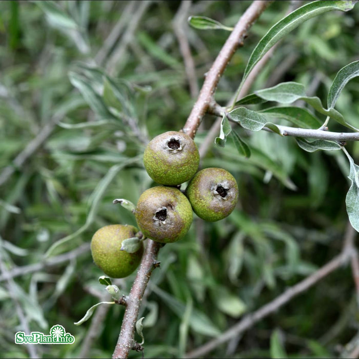 Pyrus salicifolia 'Pendula' Stam C20 180cm