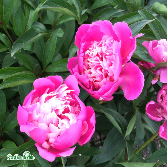 Paeonia lactiflora 'Edulis Superba' A-kval C3