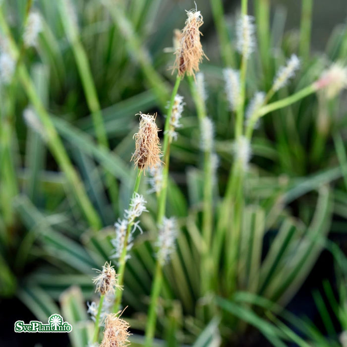 Carex morrowii 'Ice Dance' A-kval