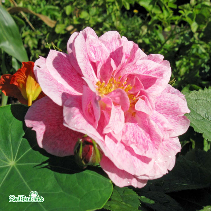 Rosa 'Camelot' A-kval C4