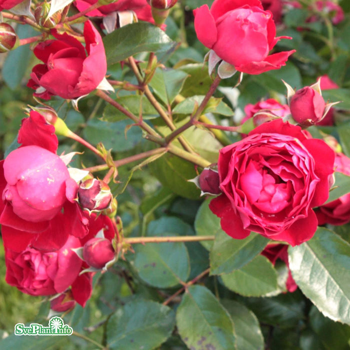 Rosa 'Florentina' A kval C4