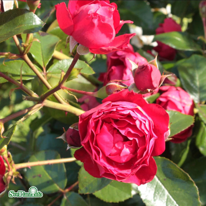 Rosa 'Florentina' A kval C4