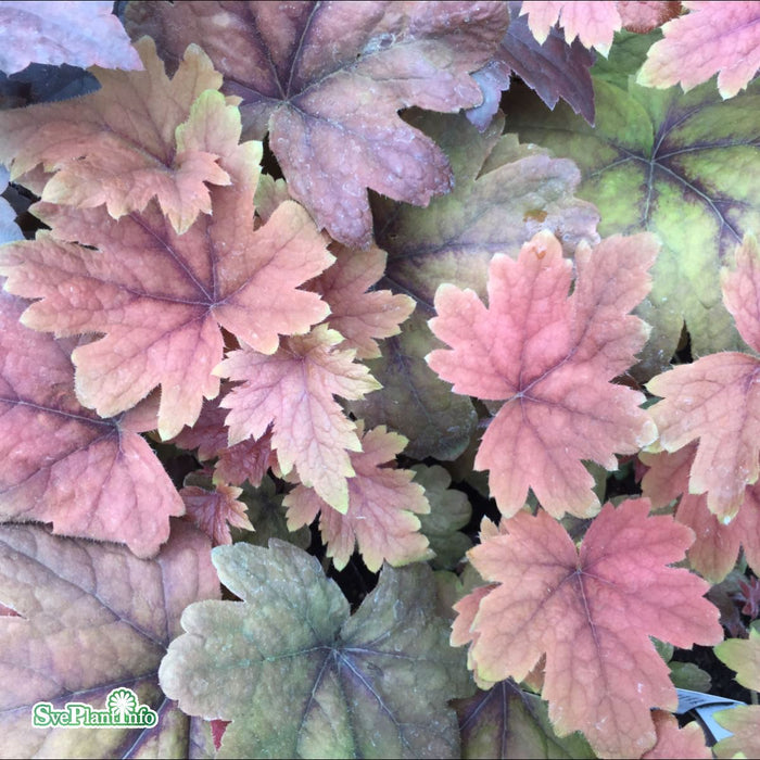 Heucherella 'Sweet Tea' A-kval