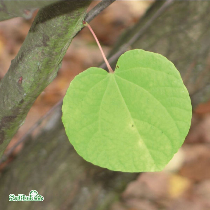 Cercidiphyllum japonicum Solitär C35 200-225cm