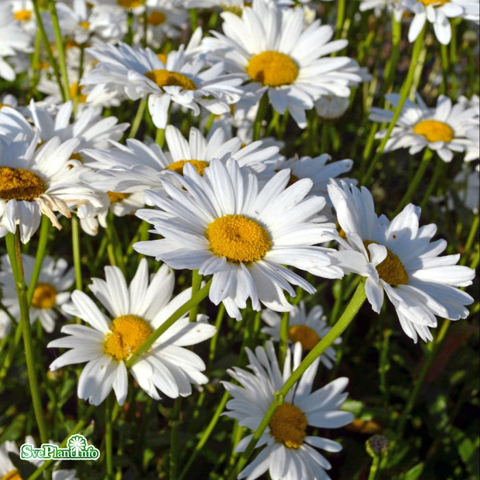 Leucanthemum superbum 'Bröllopsgåvan' Grönt Kulturarv A-kval