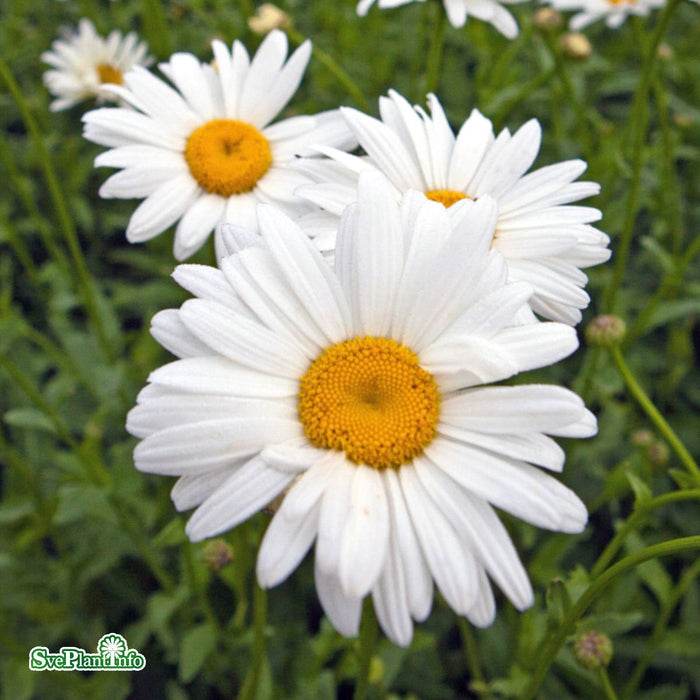 Leucanthemum superbum 'Bröllopsgåvan' Grönt Kulturarv A-kval