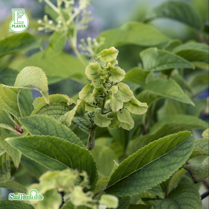 Tripterygium reg. TIARA E A-kval C2