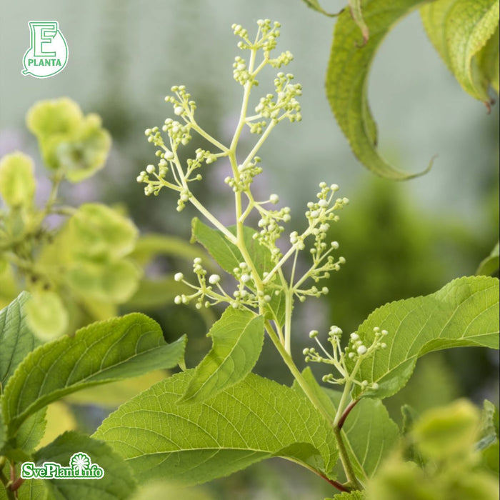 Tripterygium reg. TIARA E A-kval C2