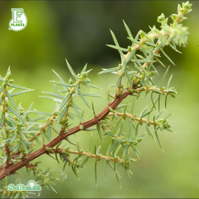 Juniperus communis Farvill E 80-100cm C15