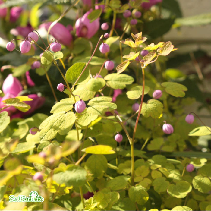 Thalictrum delavayi 'Splendide' A-kval