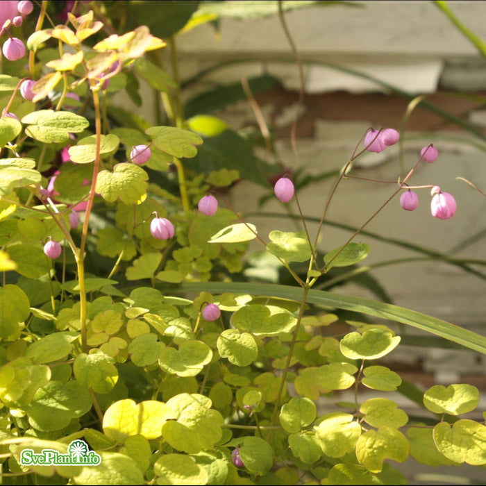 Thalictrum delavayi 'Splendide' A-kval