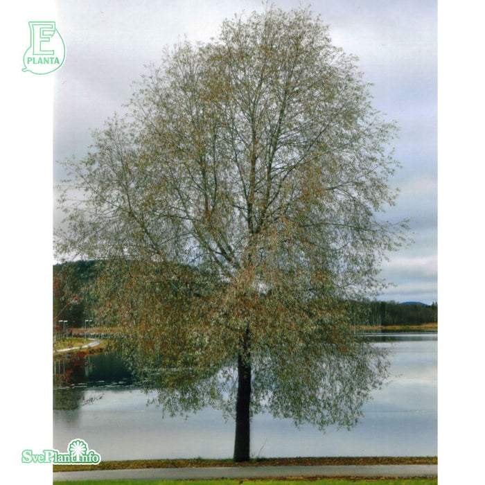Salix alba sirecea 'Boden Silver' E Ungträd  200-250cm Co