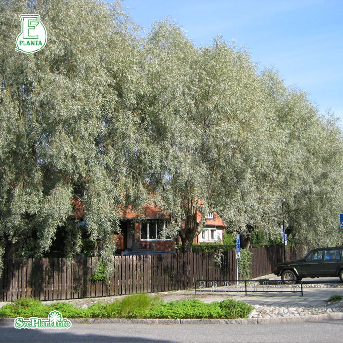 Salix alba sirecea 'Boden Silver' E Ungträd  200-250cm Co