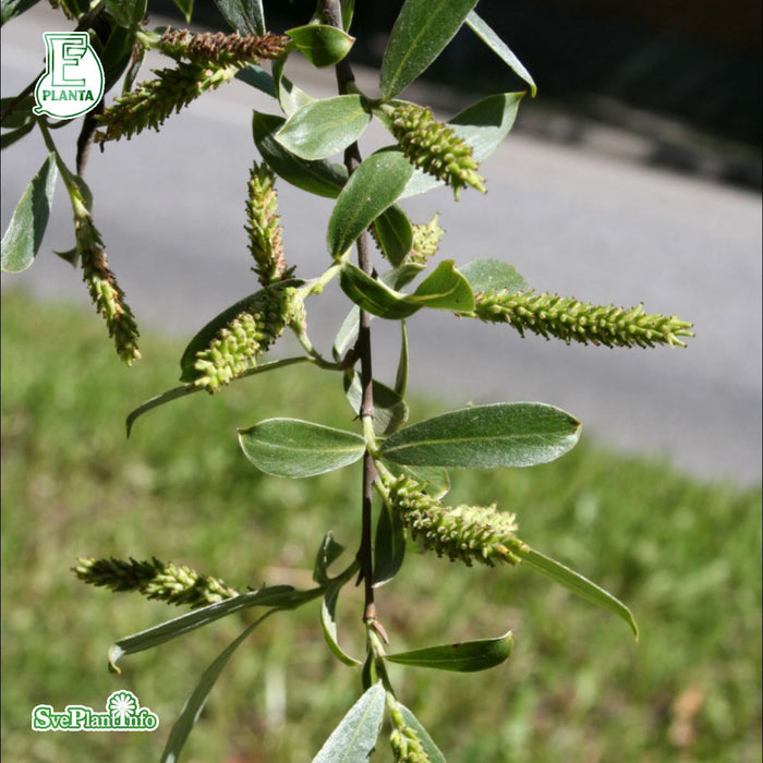 Salix alba sirecea 'Boden Silver' E Ungträd 150-200cm Co