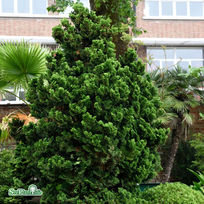 Chamaecyparis obtusa 'Nana Gracilis' C6 25-30cm