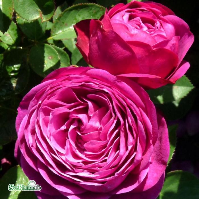 Rosa 'Heidi Klum Rose' A kval C4