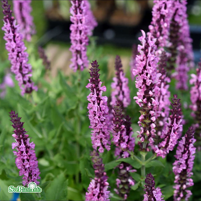 Salvia nemorosa 'Sensation Deep Rose' A-kval