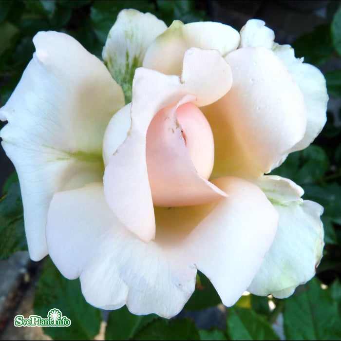 Rosa 'Chandos Beauty' A kval C4