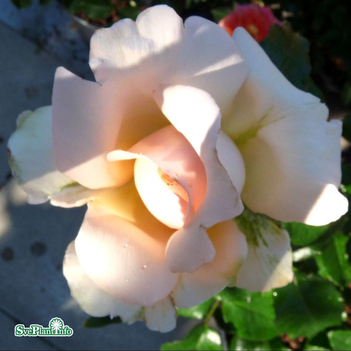 Rosa 'Chandos Beauty' A kval C4