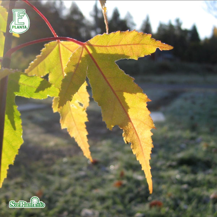 Acer tataricum ssp. ginnala Fk Uppsala E Ungträd 150-200cm Co