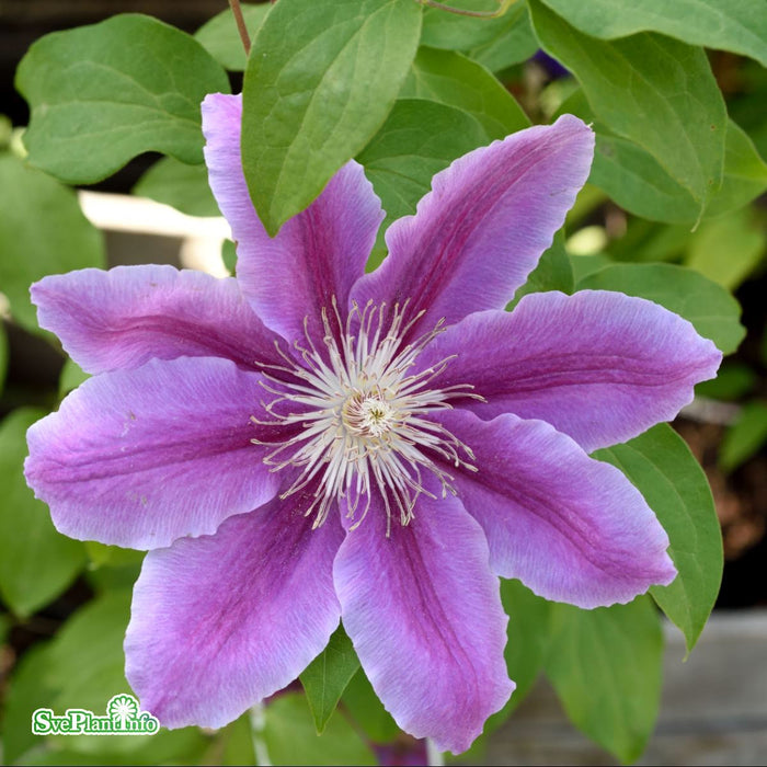 Clematis (TS) 'Doctor Ruppel' A-kval C2