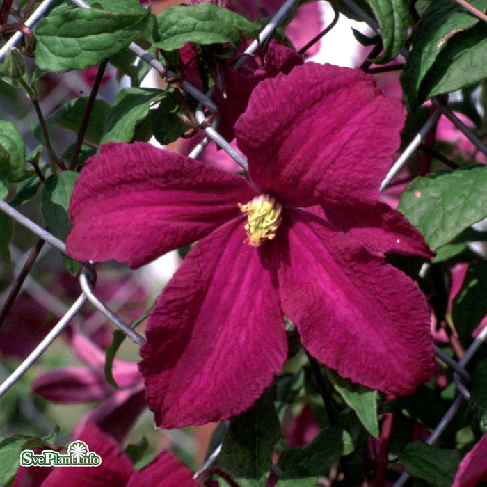 Clematis (Vitic.) 'Mme Julia Correvon' A-kval C2