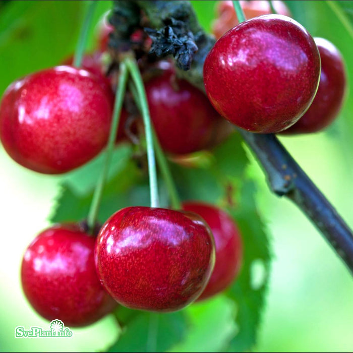 Prunus avium 'Sunburst' Colt Stam 2-års A-kval Co